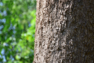 Close-up of lizard on tree trunk in forest