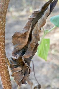 Close-up of dry leaves on plant