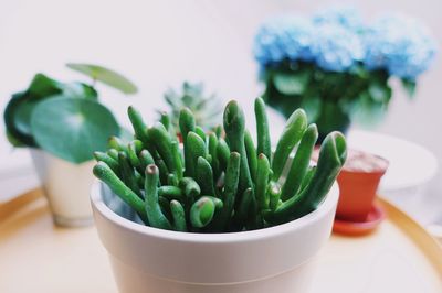 Close-up of potted plant on table