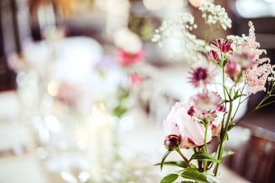 Close-up of pink flowers