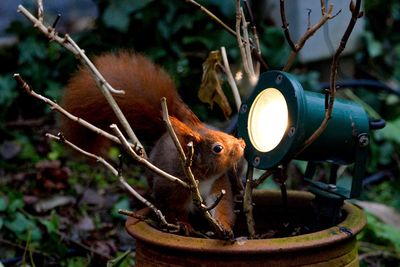 Close-up of squirrel looking at illuminated light in potted plant