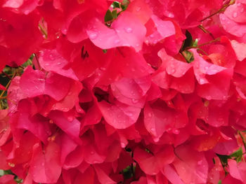 Full frame shot of wet pink flowers