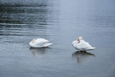 White swan family on the baltic sea coast in finland