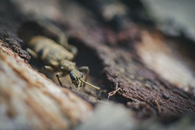 Close-up of spider on wood