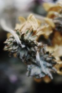 Close-up of wilted flower
