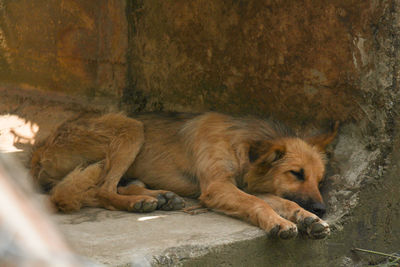 Close-up of dog