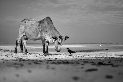 View of cow with crow at beach