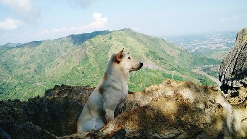 Dog relaxing on hill against mountain on sunny day