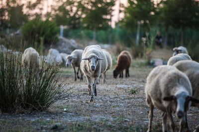 Sheep grazing on field