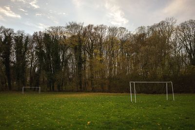 Trees on grassy field