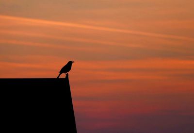 Silhouette bird perching on roof against cloudy sky during sunset