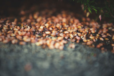 Close-up of berries on rock