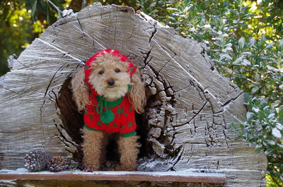 Portrait of dog sitting outdoors