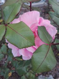 Close-up of pink rose