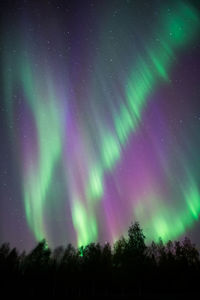 Low angle view of trees against sky at night