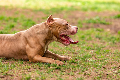 Side view of a dog on land