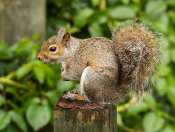 Close-up of squirrel on tree