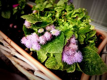 Close-up of purple flowers