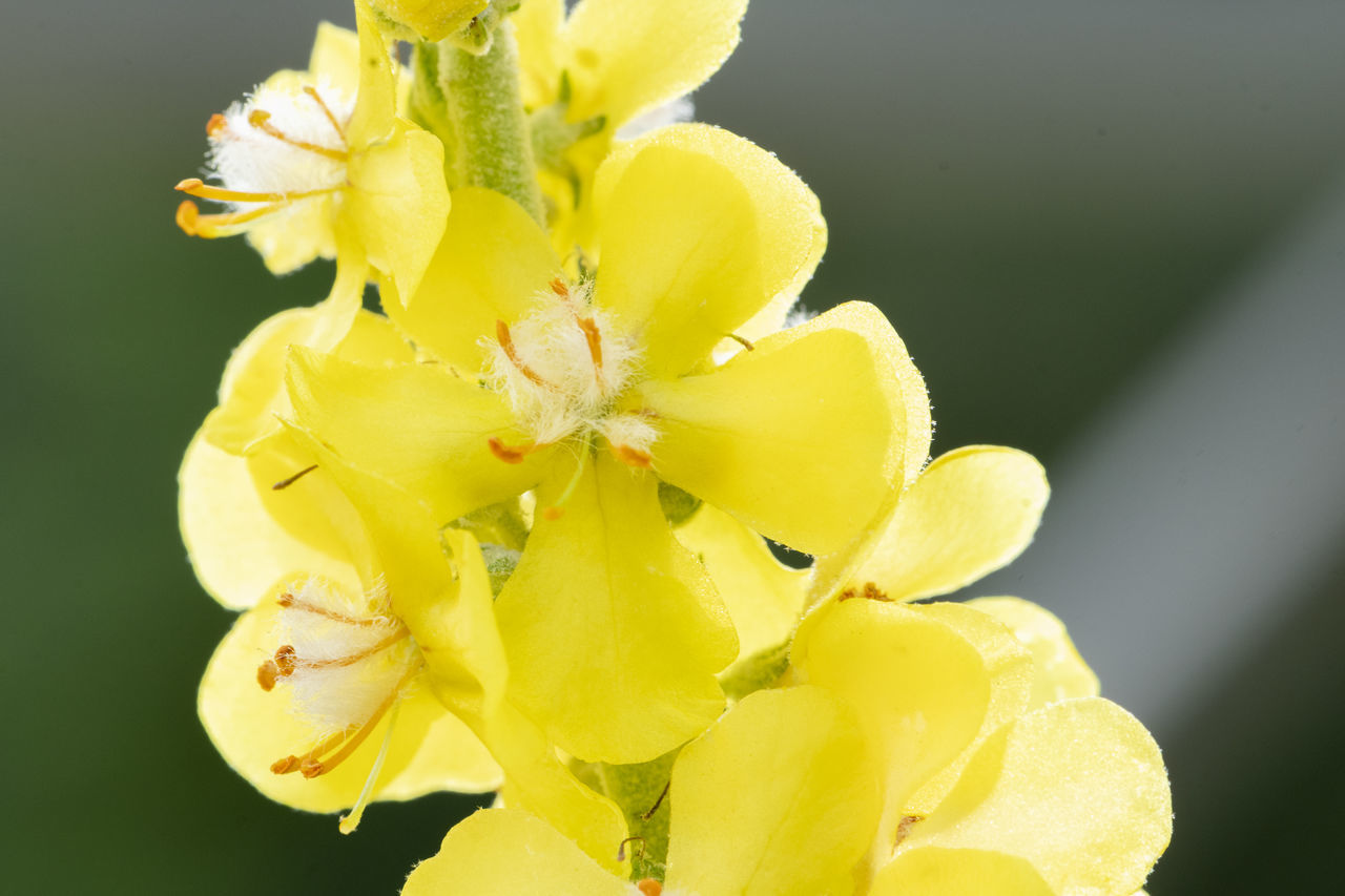 CLOSE-UP OF YELLOW FLOWERS