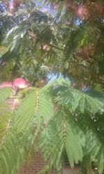 Close-up of leaves