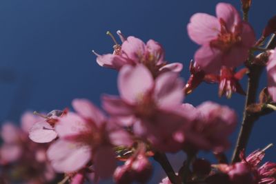 Close-up of pink flowers blooming outdoors