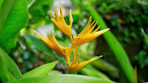 Close-up of yellow day lily blooming outdoors