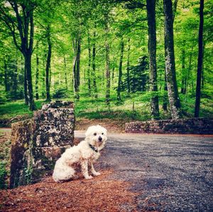 Dog in forest