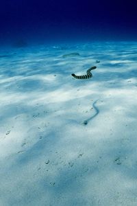 People swimming in sea