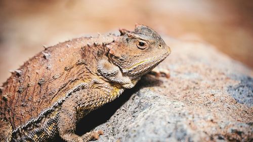Close up of horned toad on rock