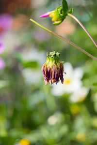 Close-up of bee on flower