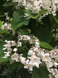 Close-up of white flowering plants