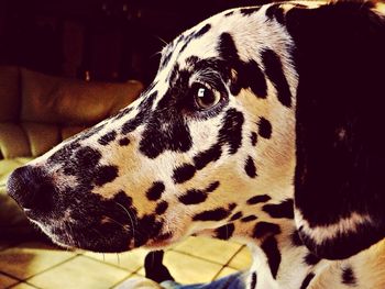 Close-up portrait of a cat