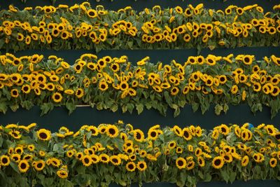 Close-up of yellow flowers