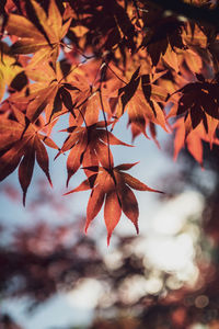 Close-up of maple leaves on branch