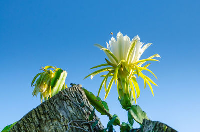 Low angle view of flower tree against clear blue sky