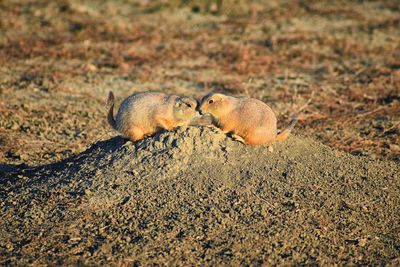 Prairie dog genus cynomys ludovicianus broomfield colorado denver boulder. united states.
