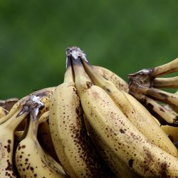 Close-up of bananas