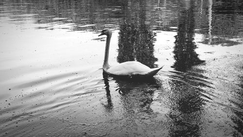 High angle view of swan swimming in lake