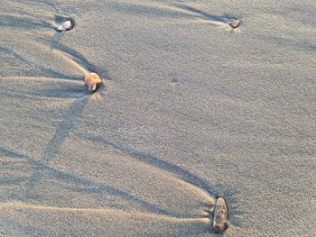 High angle view of bird on sand