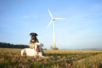 Woman with dog on field against sky