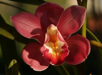 Close-up of pink orchid blooming outdoors