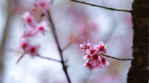 Close-up of pink cherry blossom