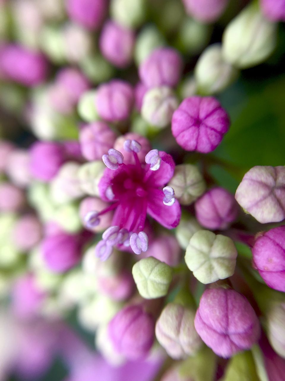 CLOSE-UP OF PURPLE FLOWERING PLANTS