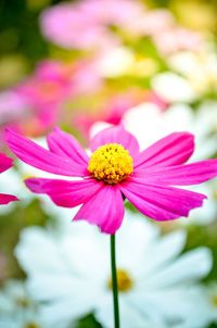 Close-up of black-eyed blooming outdoors