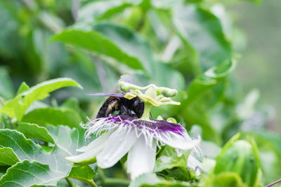 Bombus atratus, pauloensis, black manganga or paramo bumblebee, flower pollination in passion fruit