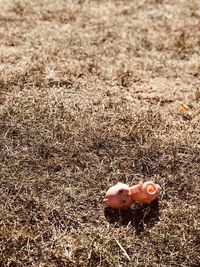 High angle view of bird on field