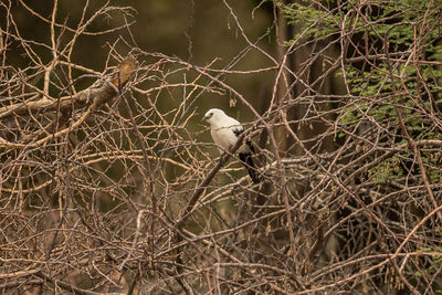 Bird perching on branch