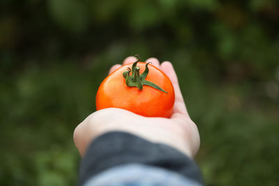 Cropped hand holding tomato
