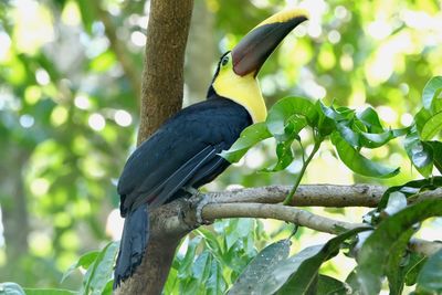 Low angle view of bird perching on branch