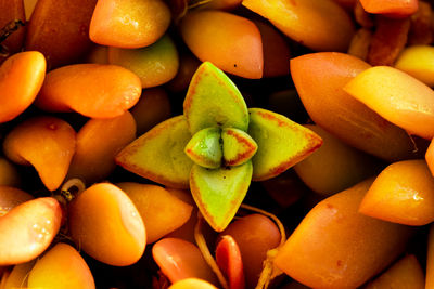 Full frame shot of oranges in market